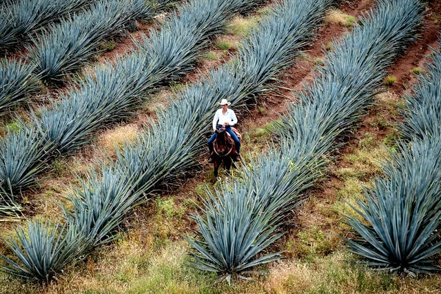 A Complete History Of Tequila