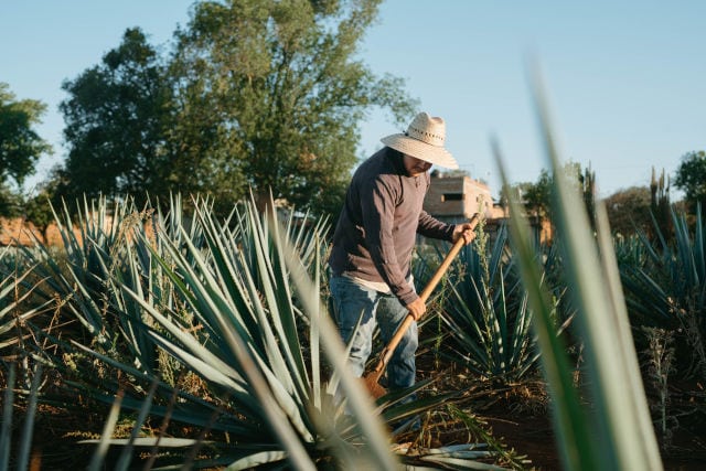 agave farmer