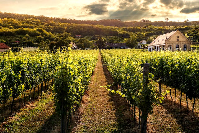 Vignoble de Poitou French Vineyard