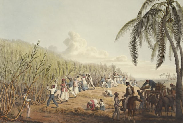 Let There Be Sugar Cane (4000BC-1600AD)