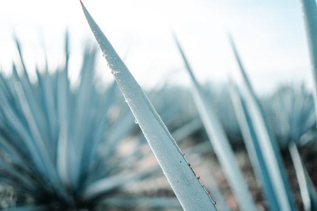 A History Of Mezcal Tracing Mezcal S Roots Through Time Drinks Geek   Agave Plant 