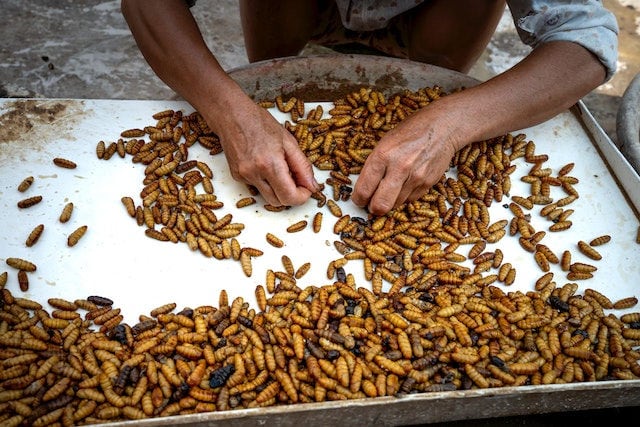 sorting agave worms for mezcal