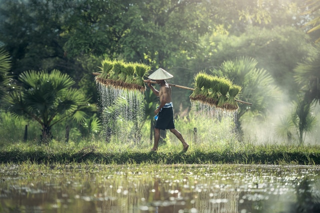 Rice picking