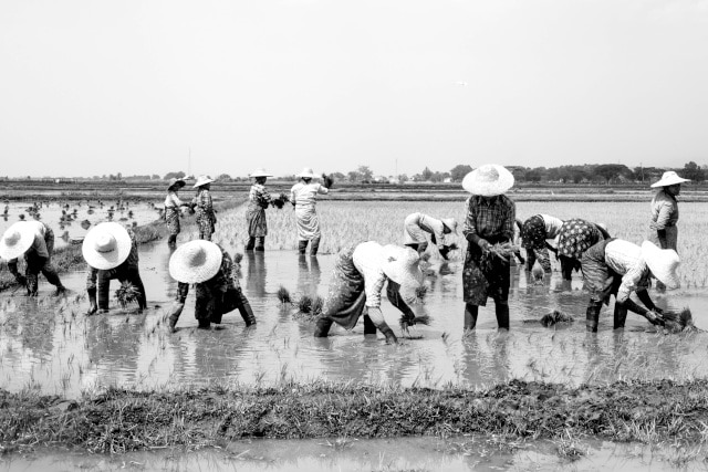 People picking rice